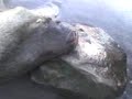 lobo marino agonizando