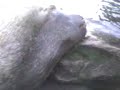 lobo marino agonizando