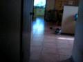Basenji video