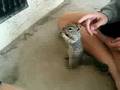 videos de crazy squirrel