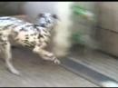 The Odyssey of Bill Gates - \"My Dalmatian / Meu Dalmata\" The Odyssey of Bill Gates - \"My Dalmatian / Meu Dalmata\"