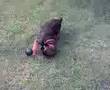 Border Terrier video