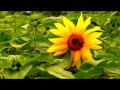 Miyakojima Island short clips Miyakojima Island short clips