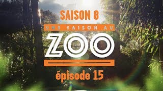 Une Saison au Zoo - S8 Ep 15