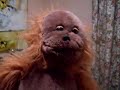 Funny Mad Hairy Baboon Five Crazy Things About Himself.