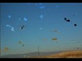 MINITITAN VOLANDO EN CAMPO