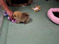 Pomeranian Tiny Toy Pocket size