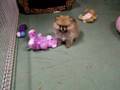 Pomeranian Tiny Toy Pocket size