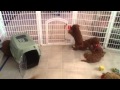 June 2, 2012 morning playtime