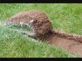 This Lawn is Your Lawn