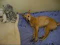 Jenny the cute whippet dog Jenny the cute whippet dog