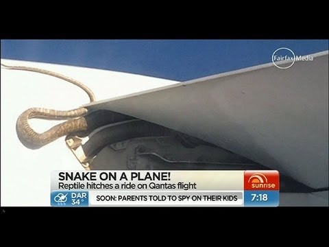 Python hitches a ride on Qantas flight