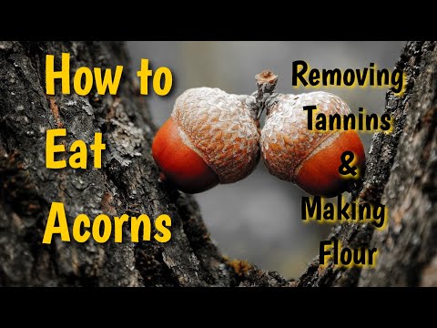 how to collect acorns