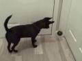 videos de Leonidas Eaton 1