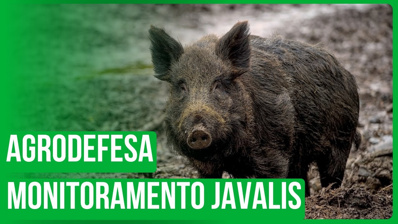 Monitoramento da PSC