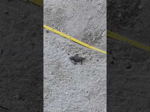 Sant'Andrea, nascita tartaruga marina