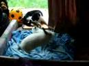 mokie hippie tippie doeska and micky