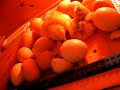 chicks-hatching-8.html