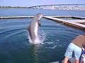 Dinky The Dolphin