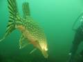Close Encounter Pike at Blue Lagoon Arlesey
