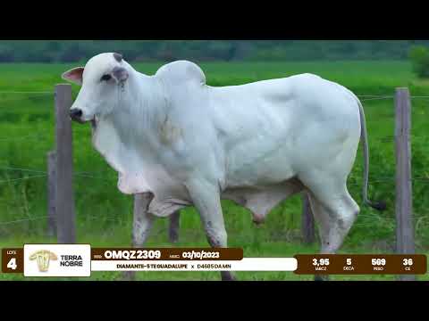 1� De Olho na Fazenda - Terra Nobre