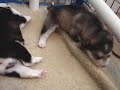 Koal and Naome Alaskan Malamute Puppies - 2 weeks old