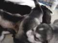 Alaskan Malamute video
