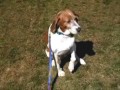 adopt-a-shelter-cat-or-dog.html