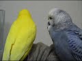 ????Beautiful birds? ????Beautiful birds?