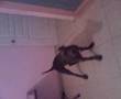 rash blue noise pitbull