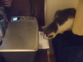 Blog post about this video: www.n3os3r.com Website: www.N3OS3R.com T-shirts n3os3r.spreadshirt.com Facebook www.facebook.com Twitter : twitter.com SUB/ADD my second channel : www.youtube.com Cat trying to fix the printer...
