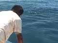 tuna steals gaff tuna steals gaff