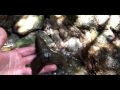 Hunting for megalodon teeth, shark teeth, fossils, and arrowheads in Summerville, SC