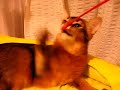 ?????????????????????????somali cat?