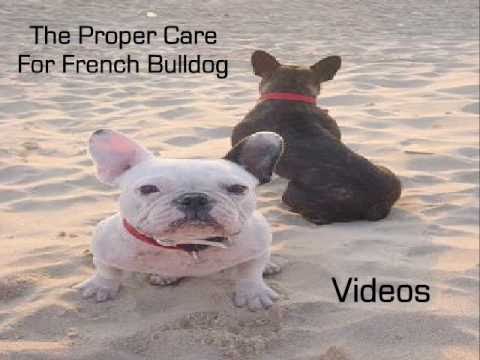 how to care french bulldog