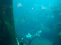 Puffin Swimming