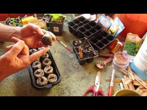 how to replant cilantro seeds