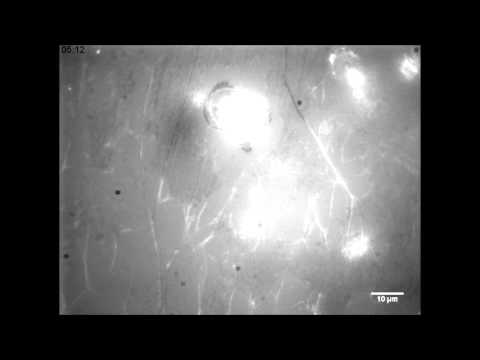 how to isolate dendritic cells