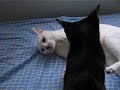 cat fight