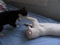 cat fight