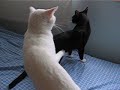 cat fight