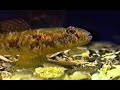COLD SALTWATER AQUARIUM