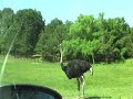 Six Flags Great Adventure's Wild Safari