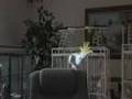 headmusik's Dancing Cockatoo