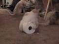 Peaches Vs Toilet Paper