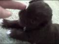 videos de Jan 31 2007 - VID00047