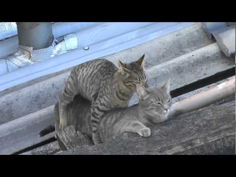apareandose - Gatos apareándose Cats mating, Gatos apareandose, 貓交配 katzenpaarung 猫交配, 貓交配, Katten paring, Accouplement Cats, Katzen Paarung, Кошки спаривания, Acasalament...