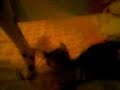 Caisa jugando con el rabo de Iyara Caisa jugando con el rabo de Iyara