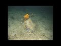 IPY-CAML-Polarstern Voyage 2006-2007: ROV footage (3)