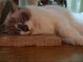 恐怖映像３！目を開けたまま寝ないで～猫　When you sleep, please close its eyes